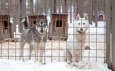 Finlandiya 'da köpek yavrusu, köpek kulübesinde bekliyor.