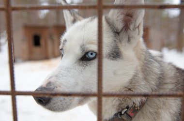 Finlandiya 'da köpek yavrusu, köpek kulübesinde bekliyor.