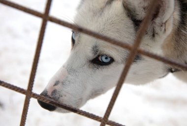 Finlandiya 'da köpek yavrusu, köpek kulübesinde bekliyor.
