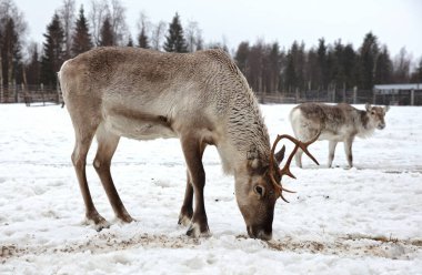 Çiftlikte ren geyiği, Finlandiya 'da tarım, seçici odaklanma