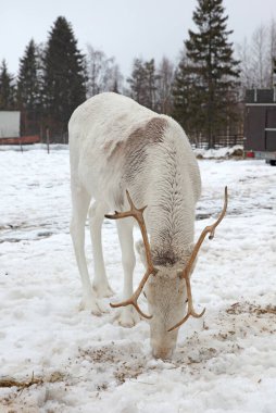 Çiftlikte ren geyiği, Finlandiya 'da tarım, seçici odaklanma