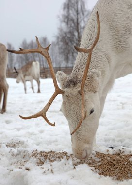 Çiftlikte ren geyiği, Finlandiya 'da tarım, seçici odaklanma