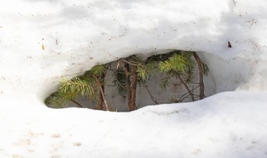 Finlandiya 'da karla savaşan küçük çam ağaçları