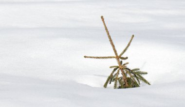Finlandiya 'da karla savaşan küçük çam ağaçları