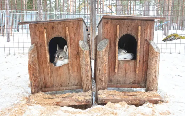 stock image Husky dog in a wooden kennel in the snow, Lapland