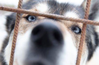 Finlandiya 'da köpek yavrusu, köpek kulübesinde bekliyor.