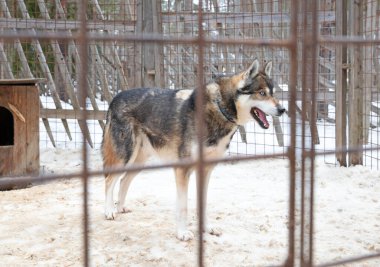 Finlandiya 'da köpek yavrusu, köpek kulübesinde bekliyor.