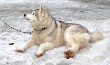 Finlandiya 'da köpek yavrusu, köpek kulübesinde bekliyor.
