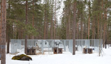 Finlandiya 'da köpek yavrusu, köpek kulübesinde bekliyor.