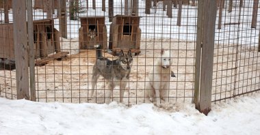 Finlandiya 'da köpek yavrusu, köpek kulübesinde bekliyor.