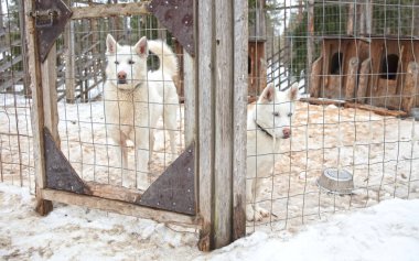 Finlandiya 'da köpek yavrusu, köpek kulübesinde bekliyor.