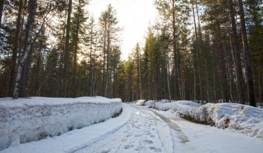 Finlandiya 'da ormanda karlı bir yol