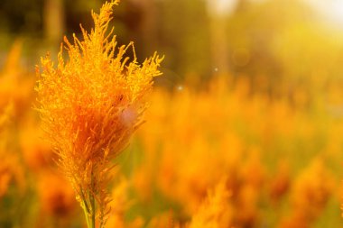 Closeup and crop scene of orange Celosia flower on blurred celosia meadow background.