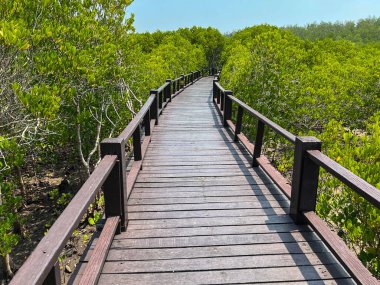 Phetchaburi 'deki yürüme yolu ahşap köprüsü ve mavi gökyüzü arka planı olan Tayland mangrov ormanları..