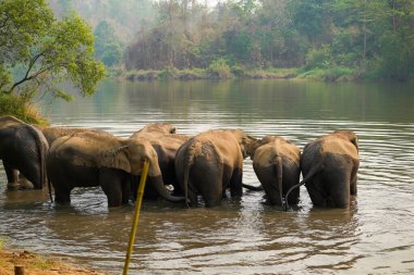 Kuzey Tayland 'daki orman nehrinde yıkanan bir grup Asya fili..