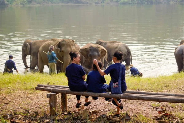 Primer Plano Vista Trasera Familia Del Viajero Mirando Manada Elefantes — Foto de Stock