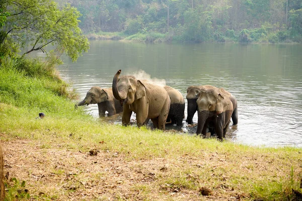 Manada Grupo Elefantes Asiáticos Bañándose Río Del Bosque Norte Tailandia — Foto de Stock