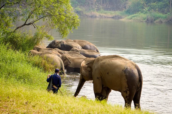Lampang Tailandia Abril 2023 Manada Grupo Elefantes Asiáticos Bañándose Río — Foto de Stock