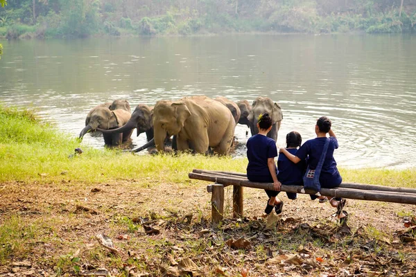 Vista Posterior Familia Del Viajero Mirando Manada Elefantes Asiáticos Bañándose — Foto de Stock