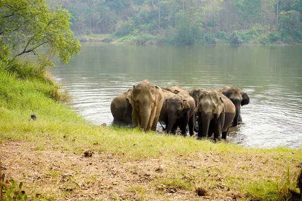 Herde Oder Gruppe Asiatischer Elefanten Beim Baden Fluss Des Waldes — Stockfoto