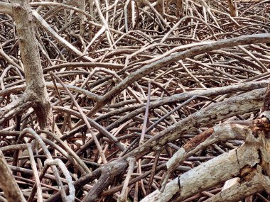 Mangrov arka planının yakın plan ve kırpma ağacı kökleri