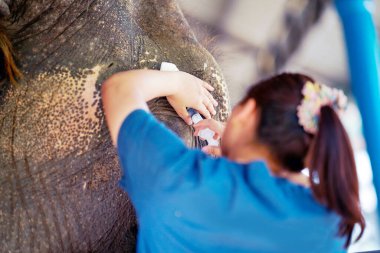Yakın çekim veterineri, fil hastanesindeki iltihaplı bir filin gözlerini temizlemek için şırıngada tuz kullanıyor..