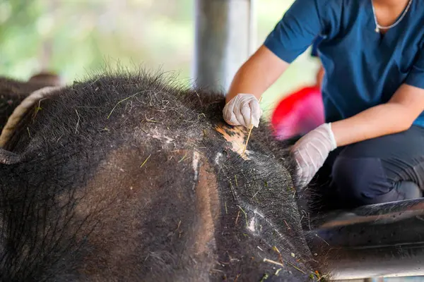 Closeup and crop veterinarian is using saline to wash and clean the wound on the elephant\'s head at elephant hospital