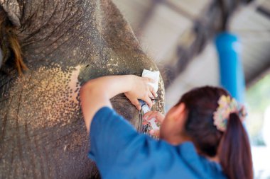 Veterinerin yakından bakışı, fil hastanesindeki iltihaplı bir filin gözlerini çıkarmak için şırıngada tuz kullanmaktır..