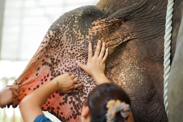 Closeup hands of veterinarian is feeling the area of an elephant\'s ear to find a blood vessel to insert a syringe to give saline to a sick elephant.