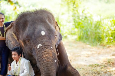 Yakın plan Taylandlı çocuk, Tayland 'ın geleneksel elbisesinin bulanık arkaplanda fillerle fotoğraf çekimi için kullanıldığını söylüyor..