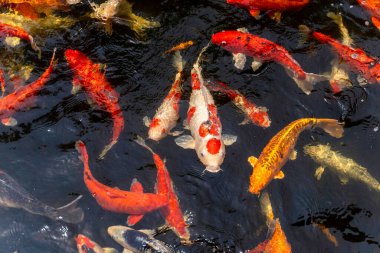 Yakın çekim ve arka planda kalan koi balığı sürüsü
