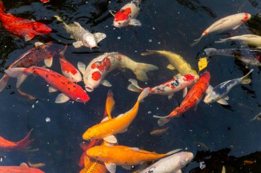 Yakın çekim ve arka planda kalan koi balığı sürüsü