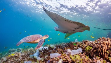 Okyanusta yüzen manta vatozlu ve deniz kaplumbağalı deniz mercan resifleri. Plastik atıklarla dolu. Okyanus plastik kirliliği farkındalığı kavramı