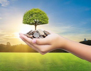 Güneşli arka planda paraların üzerinde küçük bir ağaç olan insan elleri. Ekonomik ağaçlar, finansal gelişmeler ve madeni paraların üzerinde büyüyen bir ağaçla iş büyümesi kavramı.