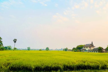 Geniş açılı ve manzaralı olgun pirinç tarlaları günbatımı için hazır gökyüzü arka planında.