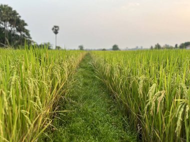 Olgun pirinç tarlalarının görüntüsü gün batımında gökyüzü arka planında yürümek üzere hasat için hazır..