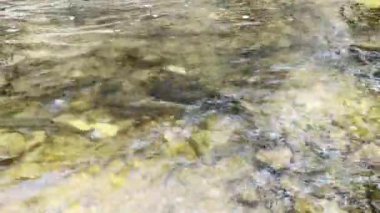Ormandaki küçük bir nehrin akışı ve berrak sularda daha fazla balık..