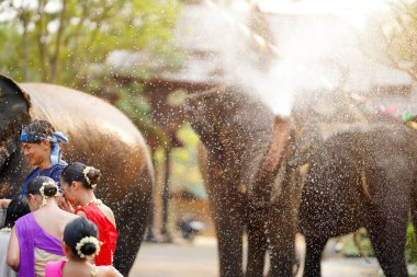 Tayland 'da geleneksel kıyafet giymiş bir grup genç Tayland Yeni Yıl Festivali' nde su serpmek için ya da Songkran Festivali 'nde güneşli arka planda fille eğlenceli bir şekilde oynuyorlar..