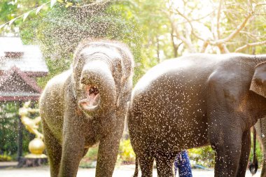 Genç fil Tayland 'ın Songkran Festivali' nde eğleniyor ve su sıçrıyor..