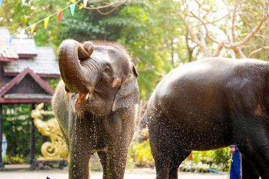 Genç fil banyo yapmayı ve açık havada su sıçratmayı sever..