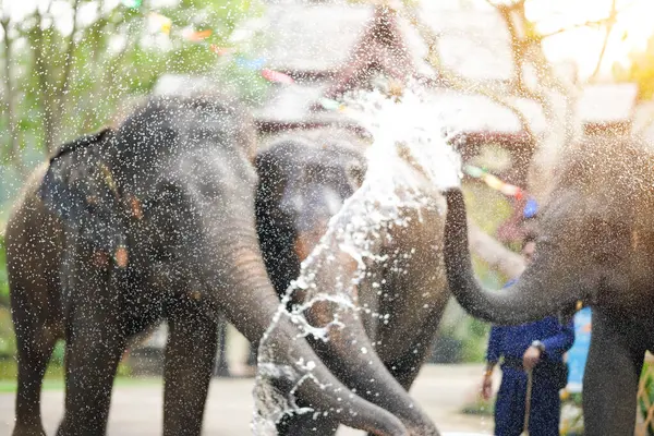Genç fil banyo yapmayı ve açık havada su sıçratmayı sever..