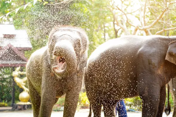 Genç fil Tayland 'ın Songkran Festivali' nde eğleniyor ve su sıçrıyor..