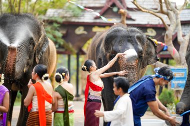 Tayland 'da geleneksel kıyafet giymiş bir grup genç Tayland Yeni Yıl Festivali' nde su serpiyor ya da Songkran Festivali 'nde açık havada fillerle eğlenceli bir şekilde oynuyor.