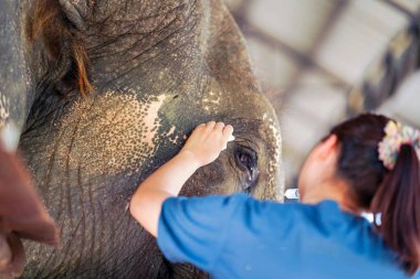 Yakın çekim veterineri, fil hastanesindeki iltihaplı bir filin gözlerini temizlemek için şırıngada tuz kullanıyor..