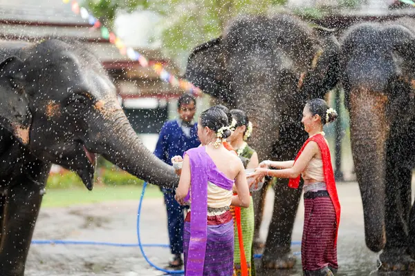Tayland 'da geleneksel kıyafet giymiş bir grup güzel Taylandlı kadın Tayland Yeni Yıl Festivali' nde su serpiyor ya da Songkran Festivali 'nde fillerle eğlenceli bir şekilde oynuyor..