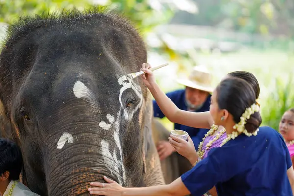 Fil ulusal parkında Asya filinin yüzündeki turist boyası grubu Lampang Tayland