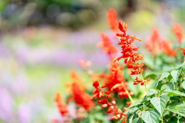 Bahçede ve doğal bulanık arkaplanda.