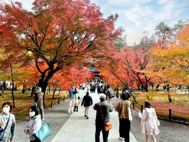 Kyoto şehri, Japonya-Aralık 04-24: Kızıl akçaağaç yaprakları ve birçok turistin ziyarete geldiği Tofuku-ji tapınağı bölgesinin manzarası. Bu tapınak canlı sonbahar yapraklarıyla ünlüdür..