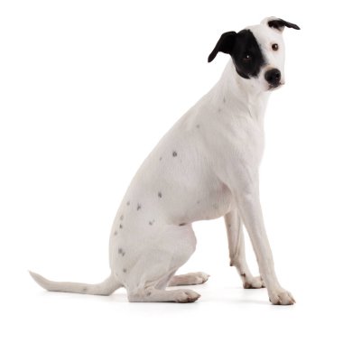cute funny white dog with a black stain on one eye in a white background sitting