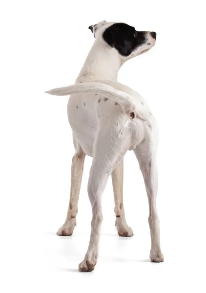 Beyaz Arka Planda Yukarıdan Görülen Sevimli Beyaz Köpek — Stok fotoğraf
